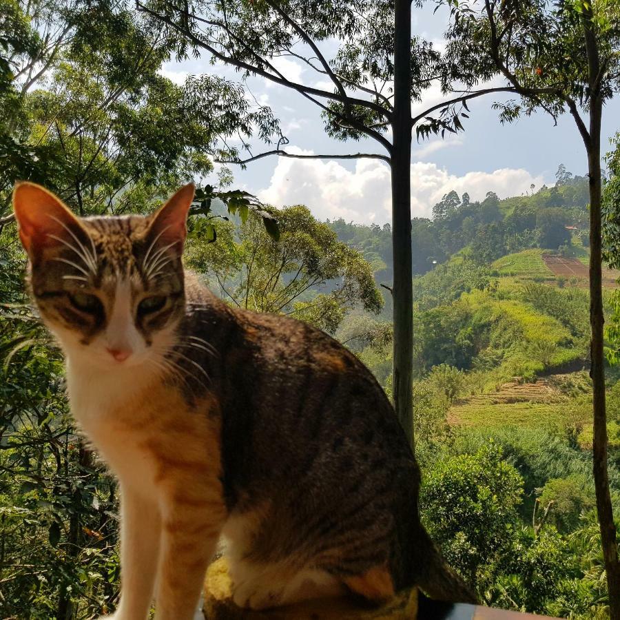 Waterfalls Homestay Ella Bagian luar foto